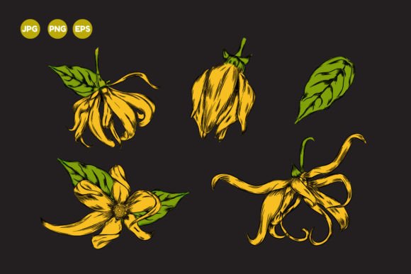 Ylang Ylang Flower Hand Drawn: A Versatile Design for Creative Projects